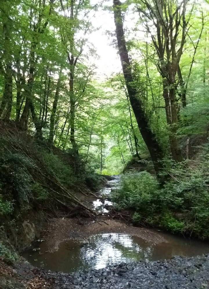 کمپ محدوده امامزاده هاشم رشت - تصویر 1
